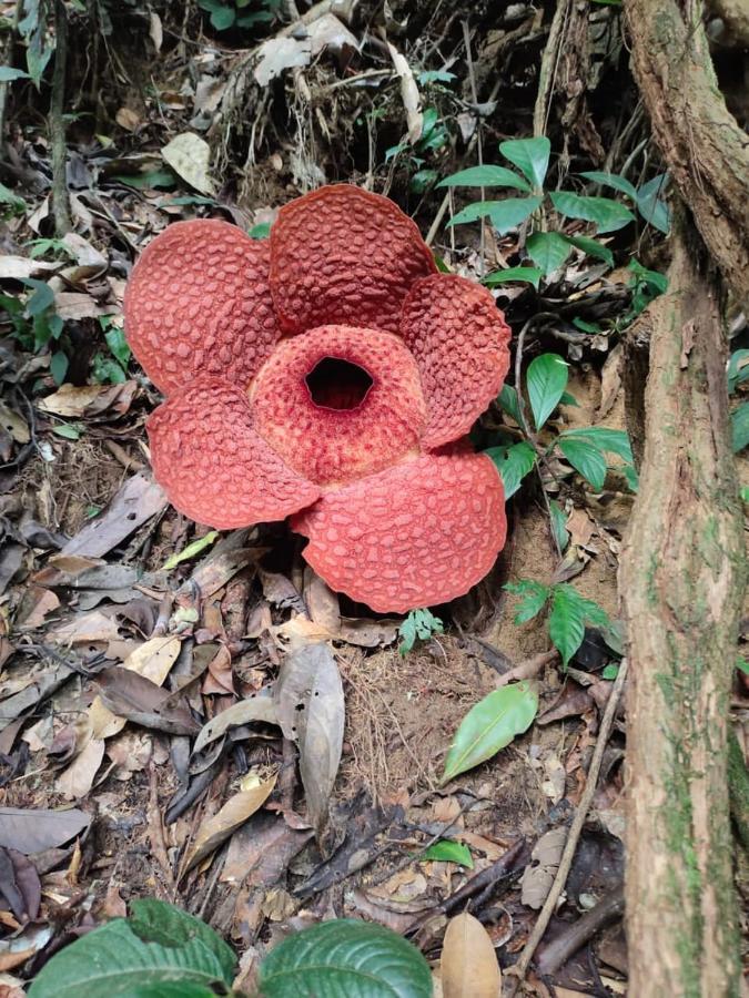 Hotel Umiyuki Jungle Tour Only Treking With As à Bukit Lawang Extérieur photo