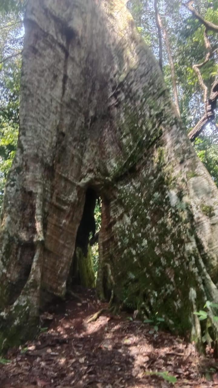 Hotel Umiyuki Jungle Tour Only Treking With As à Bukit Lawang Extérieur photo