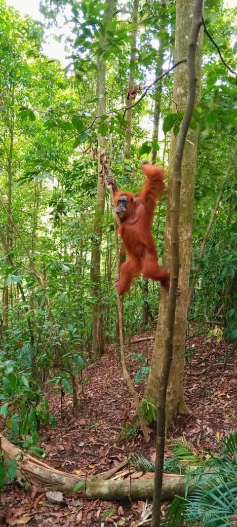Hotel Umiyuki Jungle Tour Only Treking With As à Bukit Lawang Extérieur photo